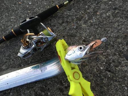 タチウオは朝がいい